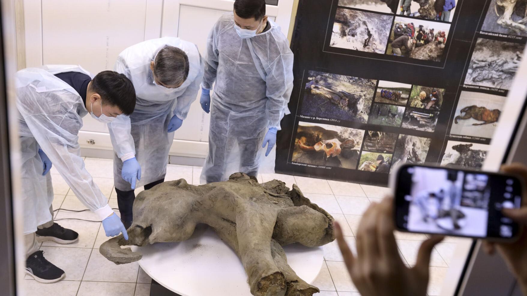 Baby mammoth preserved for 50,000 years is unveiled in Russia's Siberia